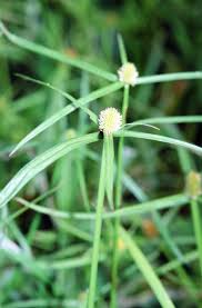 Image result for Kyllinga erecta