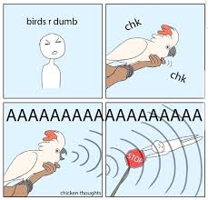 Cartoon Bird With Hair On Head Pin By Liny On Funny Parrot Sayings Funny Parrots Funny Birds Cute Birds