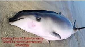 Petition · Halt the Release of Balloons in North Carolina