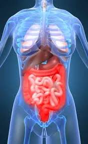 Zum bildungsthema innere organe gehören umfassende kurse, die sich speziell mit den einzelnen organen im abdomen, im brustkorb und im urologischen bereich befassen. Bauchfell