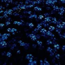 Black And Sky Blue Flowers 49 Trendy Flowers Aesthetic Dark Blue Flowers Flower Aesthetic Dark Blue Flowers Dark Aesthetic