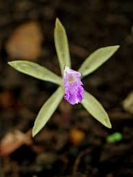 Image result for Nervilia