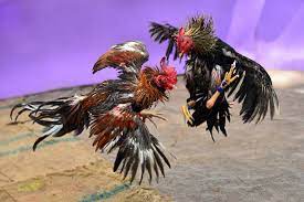 Pelea De Gallos Banco De Fotos E Imagenes De Stock Istock