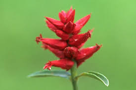 Image result for Hermbstaedtia