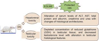 Maybe you would like to learn more about one of these? Eucalyptus Globulus Protects Against Diclofenac Sodium Induced Hepatorenal And Testicular Toxicity In Male Rats Sciencedirect