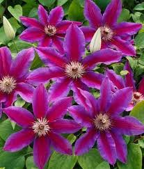 Shop the latest clematis plant deals on aliexpress. Fireworks Clematis Plants For Sale Brighterblooms Com