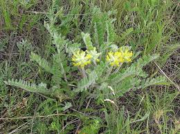 Image result for Astragalus atropilosulus