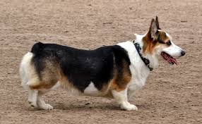 Explore 38 listings for corgi puppies for sale uk at best prices. Best Welsh Corgi Breeders Around The World The Dogs Journal