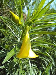 Image result for Cascabela thevetioides