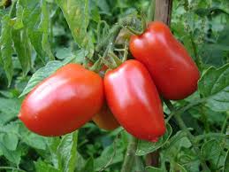 Image result for san marzano tomato plants