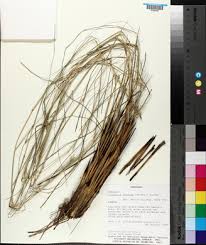 Image result for Elionurus muticus