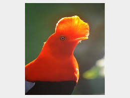 Image result for Oldenlandia rupicola