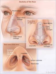 See what global rhinoplasty clinic (drlokeshclinic) has discovered on pinterest, the world's biggest collection of ideas. Rhinoplasty 101 Dr Burke Robinson