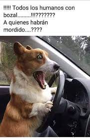 Pin En Coronavirus 2020