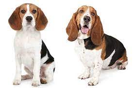 Basset hound x beagle x dogue de bordeaux mix = bebasset bordeaux. All About The Basset Hound Beagle Mix Bagle Hound With Pictures