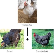 Hubungi saya untuk mendapatkan harga yang terbaik untuk kuantiti yang banyak. Perjalanan Ayam Dari Reban Hingga Ke Kuali Ajar