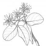 Image result for Balanites pedicellaris