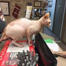 Berkeley heights animal hospital has been caring for your sick pets since 1976. Berkley Animal Clinic 36 Reviews Veterinarians 3996 12 Mile Rd Berkley Mi Phone Number