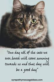 You'll remain forever in my heart and i will forever cherish every single moments we got together you will forever be my fur baby my sweet boy my larry cat. 41 Heartfelt Loss Of Cat Quotes And Images Sympathy Card Messages In 2021 Cat Loss Quotes Cat Quotes Pet Loss Quotes