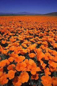 Song of songs 2:12 flowers appear on the earth; 2000 008a Orange Aesthetic Nature Aesthetic Orange Wallpaper