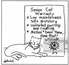 Animal Shelter Cartoons Google Search Cat Comics Senior Cat Old Cats