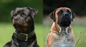 Things to make with le0000000gos. Boerboel Rottweiler Mix 12 Unreal Rottweiler Cross Breeds You Have To See To
