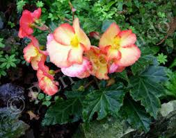 En votre absence, les plantes. Fleurs Comestibles Du Jardin A L Assiette Floradiane Jardin Cuisine Beaute Recettes Nature Et Bio Avec Les Plantes