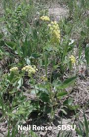 Image result for Apiaceae