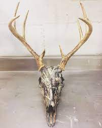 Deer Skull Hydro Dipped Palmettohydrographicsllc Painted Deer Skulls Deer Skulls European Mount Ideas