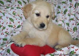 In 2019, we added a kennel located in kodak, tennessee. Akc Golden Retriever Puppies For Sale Price 240 For Sale In Baltimore Maryland Best Pets Online