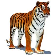 Tiger Animated Is A High Quality 3d Model To Add More Details And Realism To Your Rendering Projects Fully Rigged And Animat Tiger Amur Tiger Tiger Pictures
