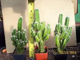 The first is, how could it be otherwise, the carnegiea gigantea, much better known by the name of saguaro. Fairy Castle Cactus Cereus Potted Fairy Castle Cactus Cactus Plant Seedlings
