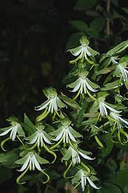 Image result for Bonatea