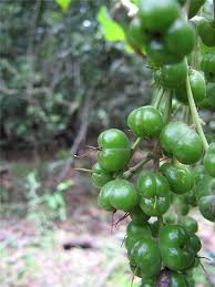 Image result for Alchornea laxiflora