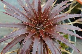Image result for Dyckia