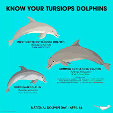 Know Your Tursiops Dolphins Animals Beautiful Animal