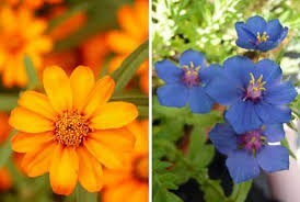 We hope you enjoy and the house design ideas team after that provides the supplementary pictures of orange flowers names and pictures in high definition and best. Orange And Blue Flower Garden Orange And Blue Flower Combinations Htgt