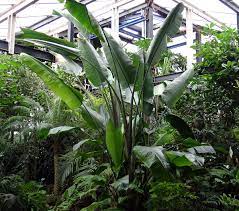 Tampa bay origami, hummingbird methadone origin: Strelitzia Alba Wikipedia
