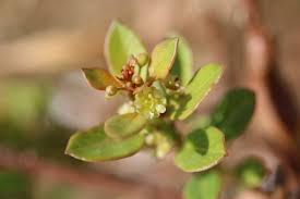 Image result for Eriosema monticola