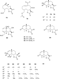 Image result for Dicoma capensis