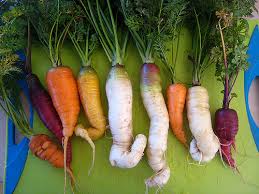 Image result for Apiaceae