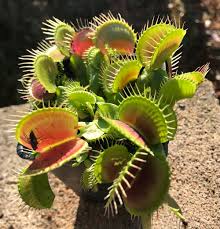 An interesting carnivorous plant with leaves formed into unusual traps which snap shut when triggered by insects. Venus Flytrap Dionaea Muscipula Big Tomato Darwin S Atelier