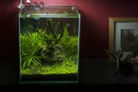 When you take a look at the different types of tank decor sold, they usually depict sunken ship, old buildings or dead pirates. Aquarium Stocking Ideas Fish For Your Fishtank Aquarium Fish Plants Com