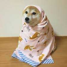 1920x1080 free doge original wallpaper full hd pics desktop its of x for iphone. Pin By Julia Linden On Dieren Cute Dogs Cute Animals Cute Funny Animals