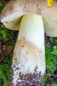 Image result for Boletus projectelloides