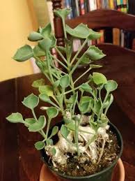 Image result for Senecio oxyriifolius