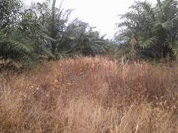 Toko pertanian online lmga agro jual herbisida topshot racun rumput paling kuat harga murah. Merk Racun Rumput Paling Kuat Unrang