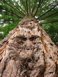 Raja kayu hanya ada dua jenis; Ketahui Rahsia Pokok Raja Kayu Sahih Viral