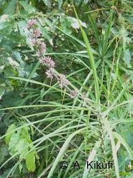 Image result for Coleotrype laurentii