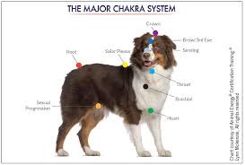 Healing And Balancing Your Dogs Chakras Animal Wellness